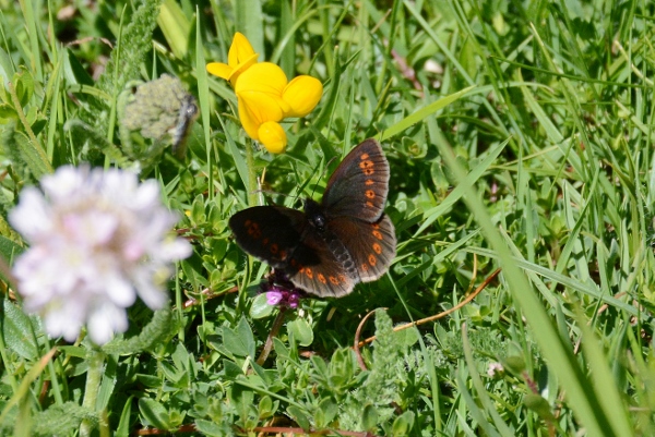 Erebia albergana? S